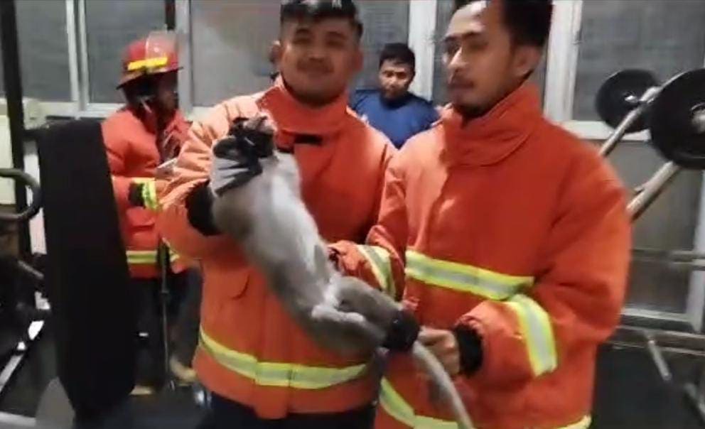Monyet Liar Masuk Rumah Mewah di Bangilan Pasuruan, Dievakuasi Gelantungan di Ruang Fitnes 1 Monyet liar.