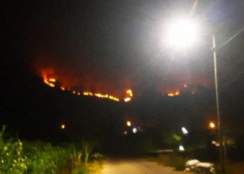 Lahan kayu jati.
