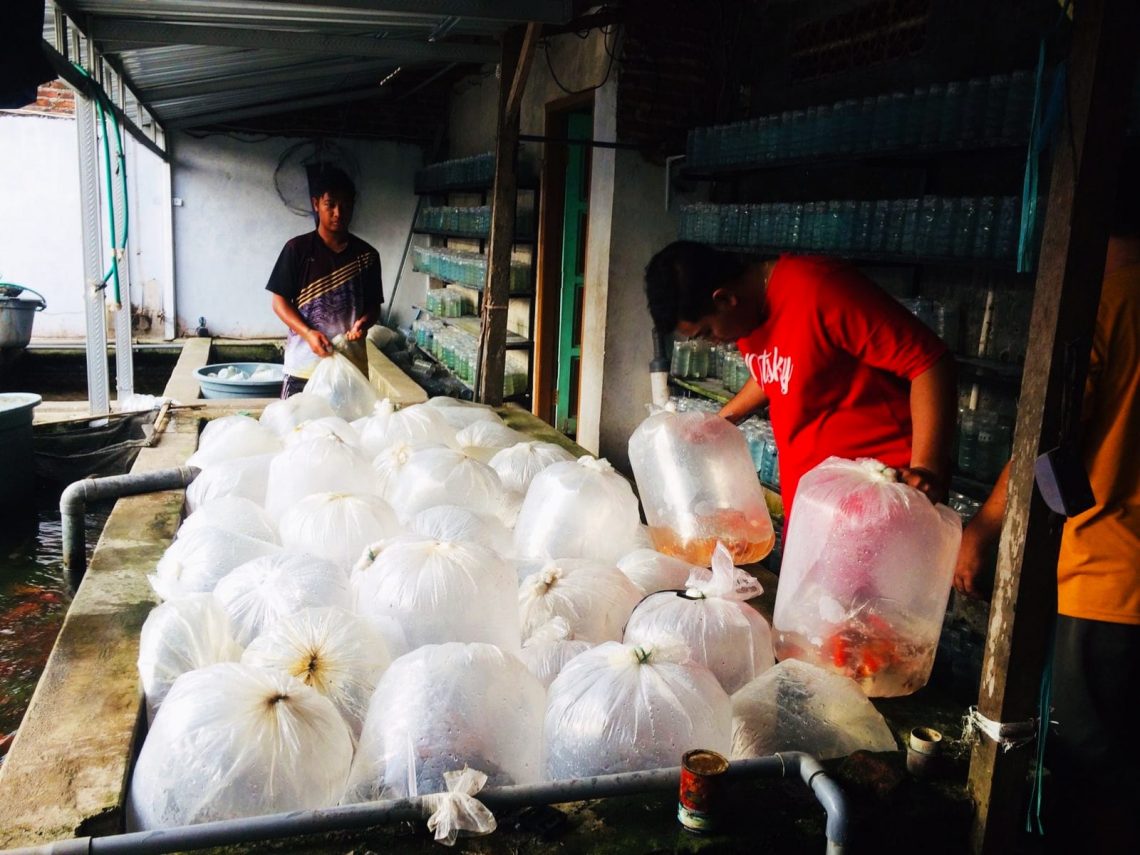 Warga Mojokerto, Muria Ningrum Raup Ratusan Juta Rupiah dari Ikan Hias 1 Anak dari Muria Ningrum memantau ikan hias miliknya. Foto: Hanif Nanda/Tugu Jatim