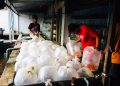 Warga Mojokerto, Muria Ningrum Raup Ratusan Juta Rupiah dari Ikan Hias