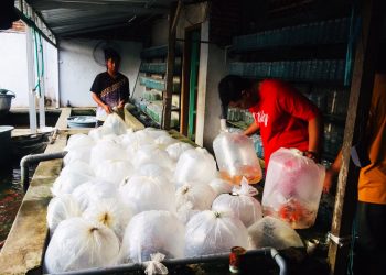 Warga Mojokerto, Muria Ningrum Raup Ratusan Juta Rupiah dari Ikan Hias