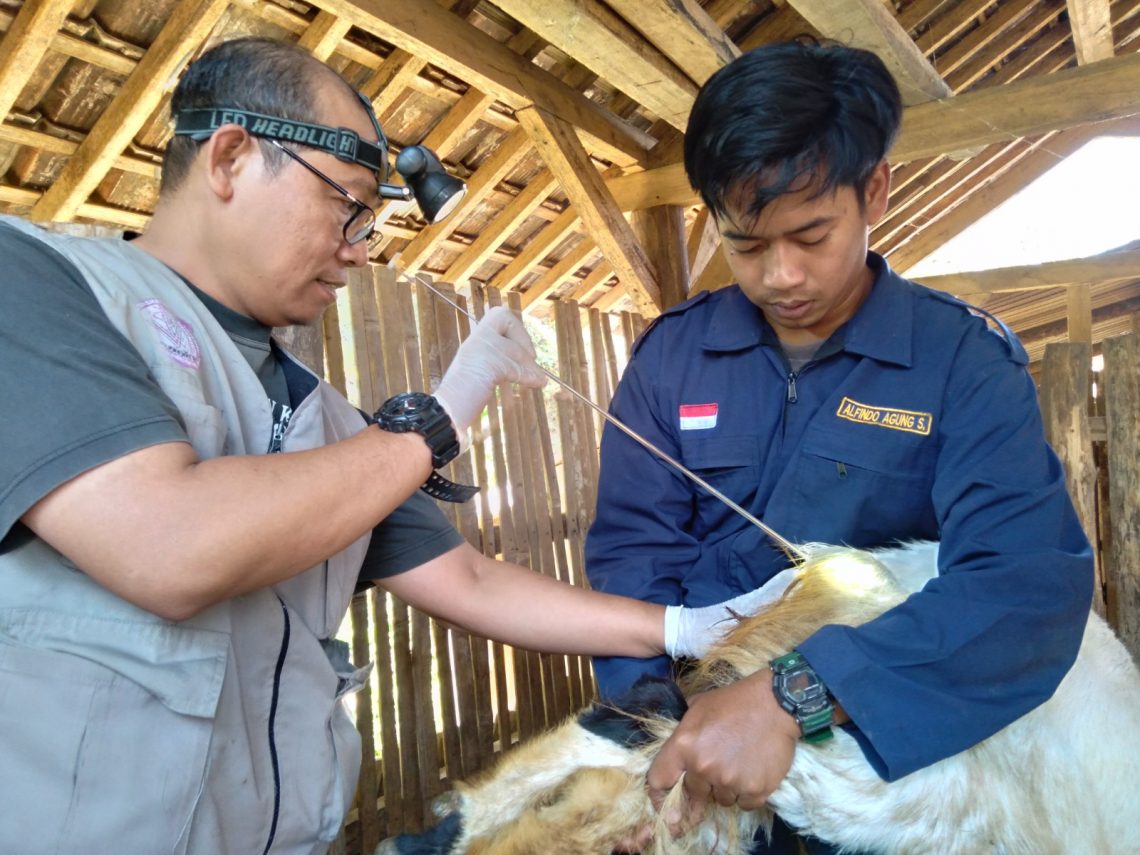 Penerapan teknologi semen sexing nanomaterial ke ternak di Wagir, Malang. Foto: dok Unikama