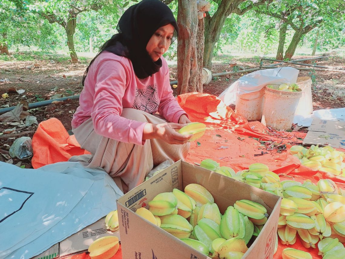 Belimbing Madu, Oleh-oleh Khas Tuban Dengan Rasa Semanis Madu 1 belimbing madu tugu jatim