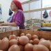Harga telur.