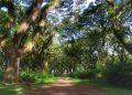 Wisata Hutan De Djawatan.