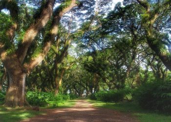 Wisata Hutan De Djawatan.