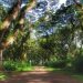 Wisata Hutan De Djawatan, Destinasi Magis di Banyuwangi Dijuluki Hutan Lord of The Rings 8 Wisata Hutan De Djawatan.
