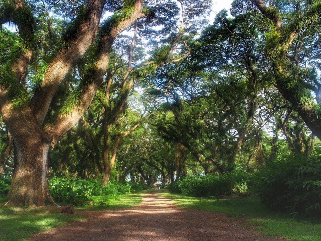Wisata Hutan De Djawatan, Destinasi Magis di Banyuwangi Dijuluki Hutan Lord of The Rings 1 Wisata Hutan De Djawatan.