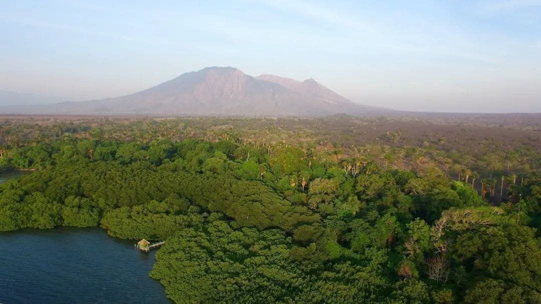 Wisata Taman Nasional Baluran Banyuwangi, Suguhi Indahnya Savana dan Satwa Liar Berjuluk Africa Van Java 2 Taman Nasional Baluran Banyuwangi.