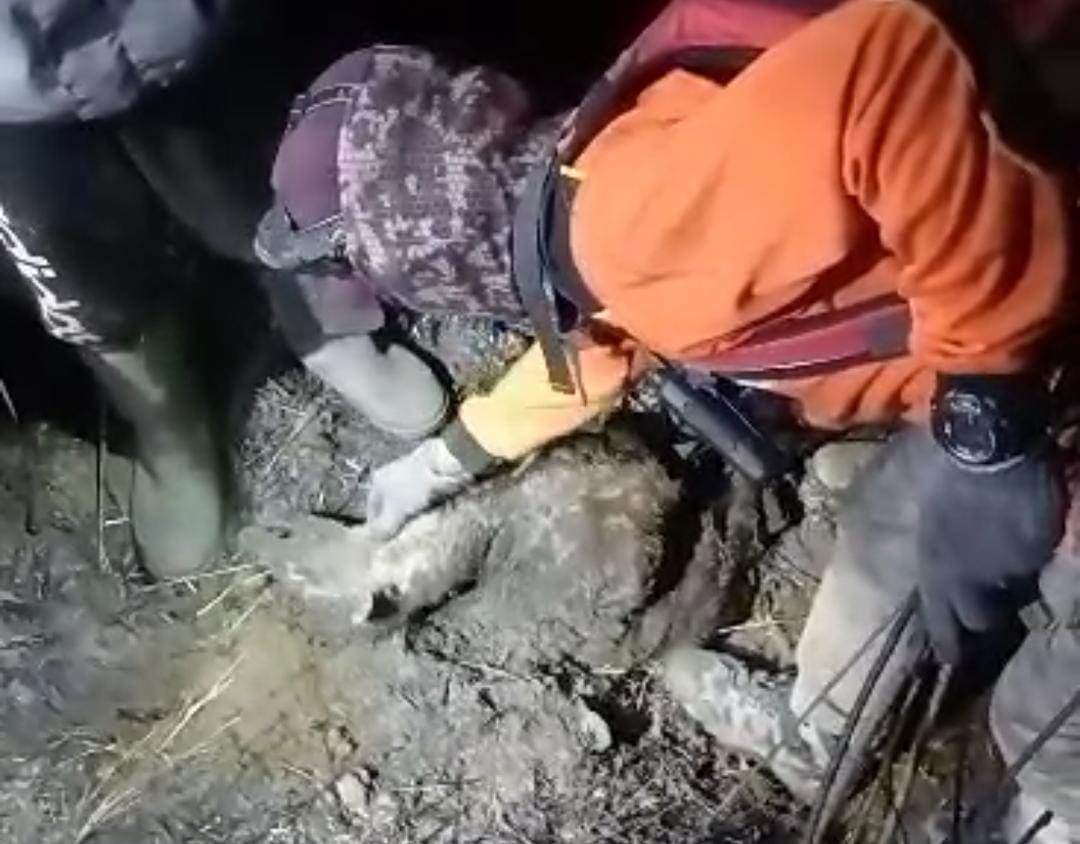 anak rusa mati di Gunung Arjuno.