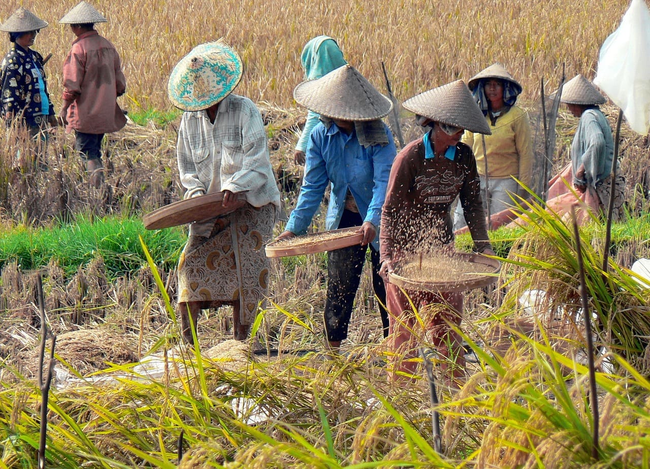 Jokowi ingatkan bahaya krisis pangan.