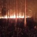 Setengah Hektare Lahan Alas Pakah Tuban Terbakar 9 Setengah Hektare Lahan Alas Pakah Tuban Terbakar