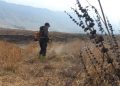 KLHK Teliti Semak Mentigi Untuk Alat Mitigasi Kebakaran Gunung Bromo