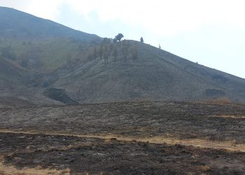 Tumpukan Biomassa Perparah Kebakaran Gunung Bromo