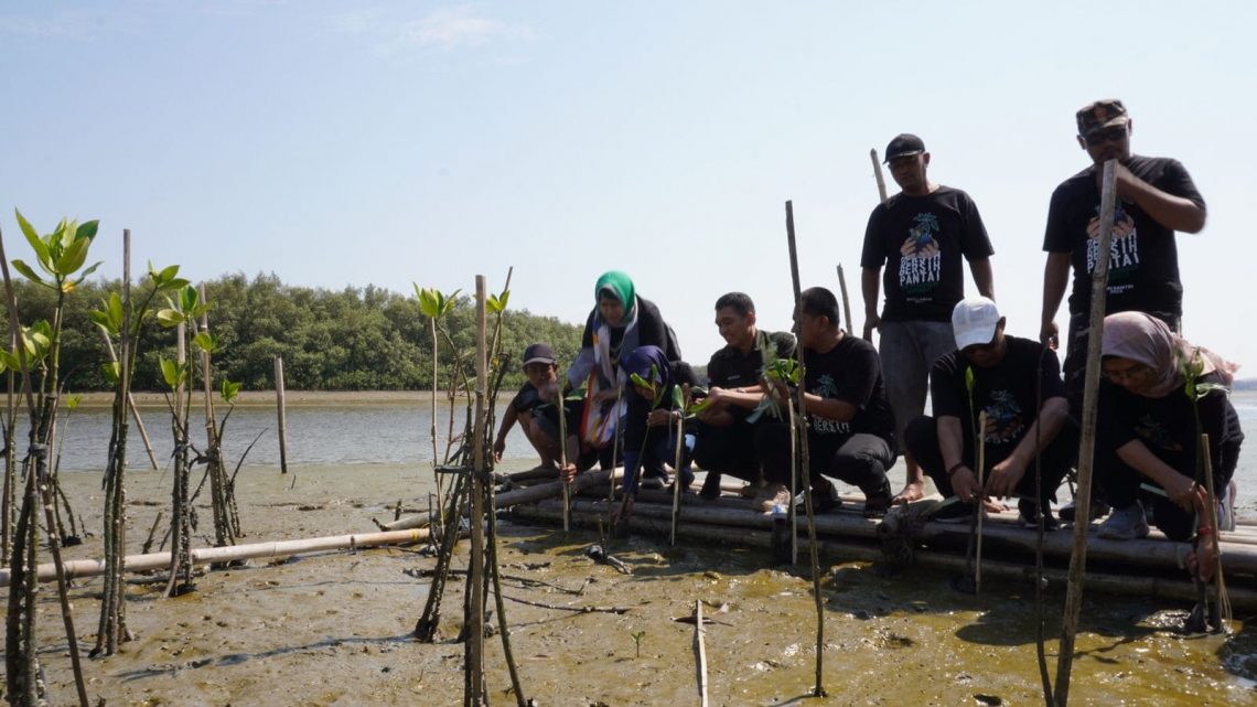 Jelang Hari Santri 2023, Ribuan Bibit Mangrove Ditanam di Pantai Surabaya 1 Bibit mangrove.
