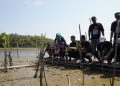 Bibit mangrove.