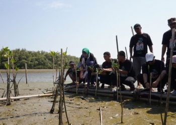 Bibit mangrove.