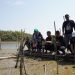 Bibit mangrove.