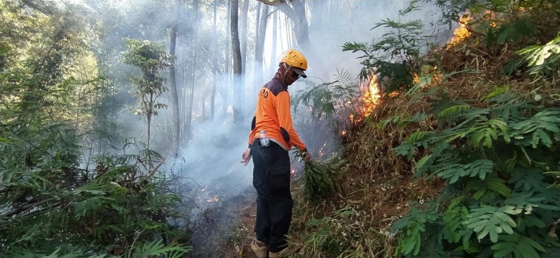Dipicu Bakar Sampah Sembarangan, 1 Hektare Lahan Goa Pinus Kota Batu Terbakar 1 Lahan Goa Pinus.