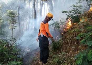 Lahan Goa Pinus.