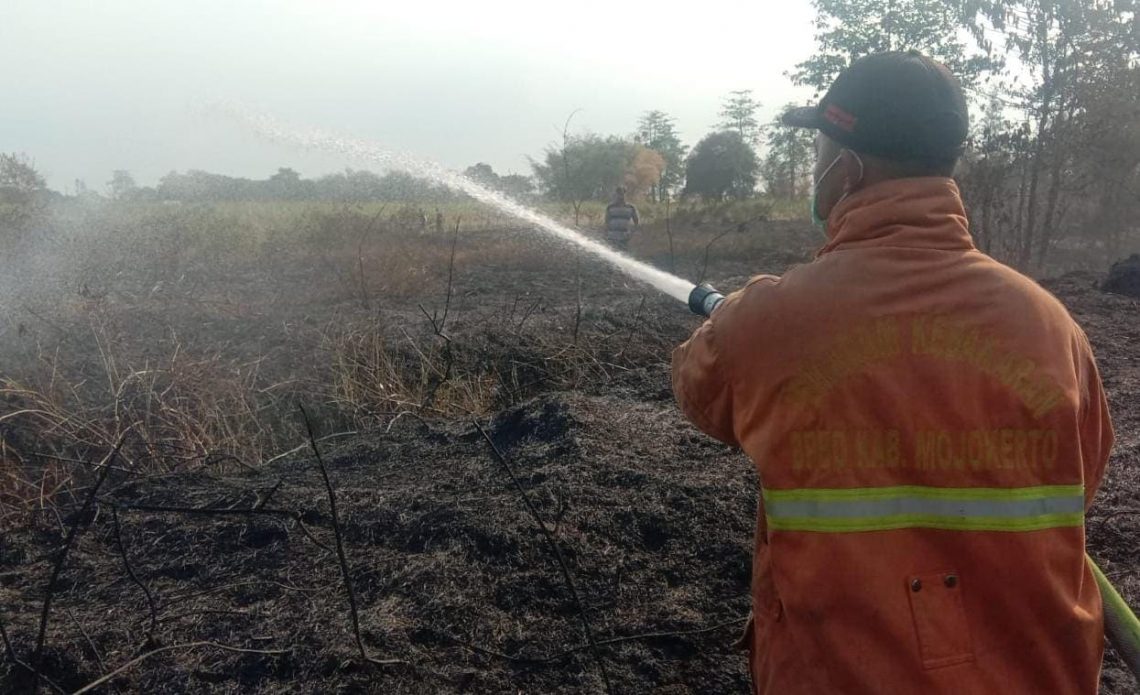 Dipicu Bakar Sampah, 1 Hektare Lahan Kering di Perning Mojokerto Ludes Dilalap Api 1 Lahan kering.