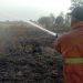 Dipicu Bakar Sampah, 1 Hektare Lahan Kering di Perning Mojokerto Ludes Dilalap Api 8 Lahan kering.