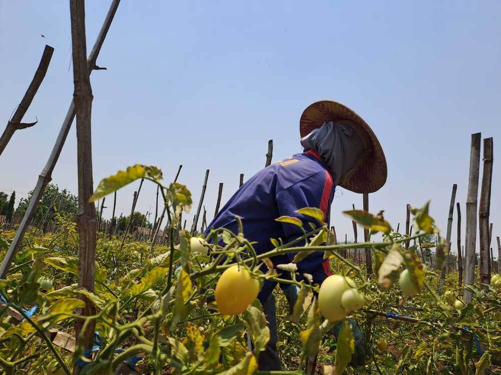 Berkah Musim Kemarau, Petani Tomat di Tuban Raup Untung Besar 3 Petani tomat di Tuban.