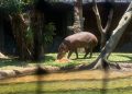 Bayi tapir brazil.