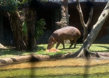 Bayi tapir brazil.