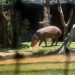 Bayi tapir brazil.