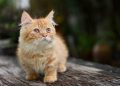 Jenis kucing.