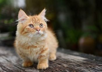 Jenis kucing.