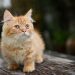 Jenis kucing.