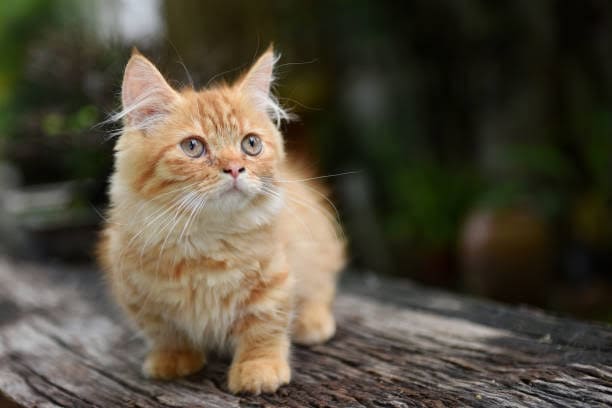 5 Jenis Kucing Lucu dan Gemesin Cocok Jadi Hewan Peliharaan 2023, Lengkap dengan Harganya! 1 Jenis kucing.