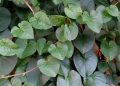 Anti Krim Pemutih, Intip 5 Manfaat Daun Binahong Jadi Skincare Cerahkan Wajah secara Alami 4 Daun binahong.