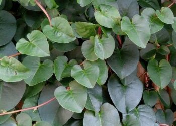 Daun binahong.