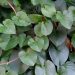Daun binahong.