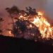 Gunung Arjuno Kebakaran Lagi, Rembetan Api Terlihat dari Pasuruan