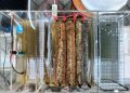 Amorpho Coagulation Tech, Alat Reduksi Polutan Limbah Porang Ciptaan Mahasiswa Universitas Brawijaya Malang