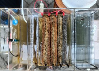 Amorpho Coagulation Tech, Alat Reduksi Polutan Limbah Porang Ciptaan Mahasiswa Universitas Brawijaya Malang 1 Amorpho Coagulation Tech, Alat Reduksi Polutan Limbah Porang Ciptaan Mahasiswa Universitas Brawijaya Malang