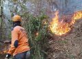 3 Kawasan Hutan Pinus di Kota Batu Terbakar