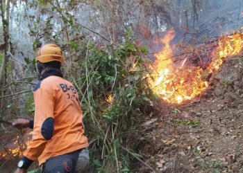 3 Kawasan Hutan Pinus di Kota Batu Terbakar