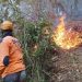 3 Kawasan Hutan Pinus di Kota Batu Terbakar 10 3 Kawasan Hutan Pinus di Kota Batu Terbakar