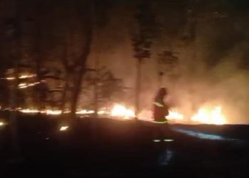 1,5 Hektare Lahan Jati Milik Warga Tuban Ludes Terbakar