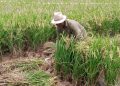 elnino tugu jatim