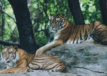 Terancam Punah, 5 Hewan Mamalia Ini Dilindungi di Indonesia
