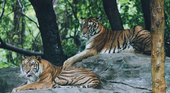 Terancam Punah, 5 Hewan Mamalia Ini Dilindungi di Indonesia 1 Harimau sumatera. Foto: Pexels