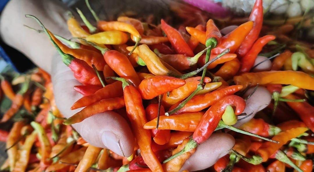 Naik Dadakan, Harga Cabai Rawit di Kota Pasuruan Capai Rp80 Ribu Per Kilo 1 Harga cabai rawit.