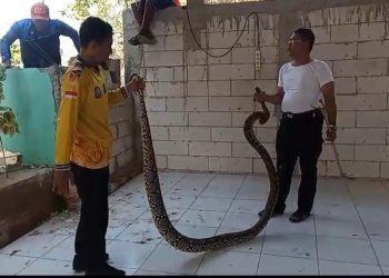 ular piton jumbo.