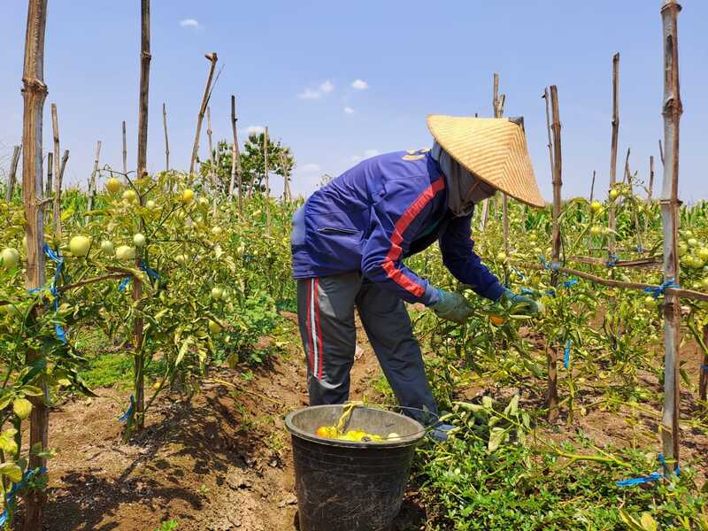 Berkah Musim Kemarau, Petani Tomat di Tuban Raup Untung Besar 1 Petani tomat.